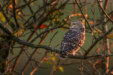 Steinkäuze (Athene noctua)