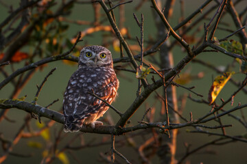 Steinkäuze (Athene noctua)