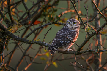 Steinkäuze (Athene noctua)