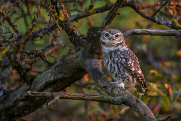Steinkäuze (Athene noctua)