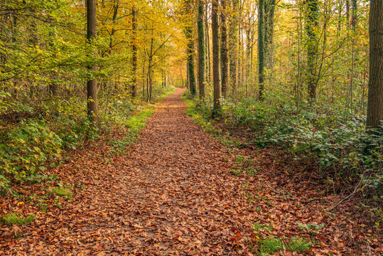 Picturesque image of a narrow forest path at the beginning of autumn. The path is covered with brown, fallen tree leaves. The photo was taken in a Dutch forest in the province of North Brabant.