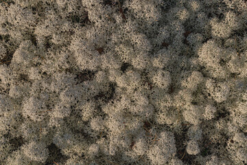 Northern Tundra Natural Still Life. Multicolored and different forms of mosses and lichens, constituting the polar flora. Colorful palette of the Siberian tundra