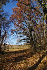 Autumn landscape with a pathway