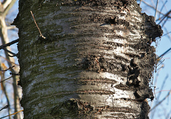 Bark of Prunus avium