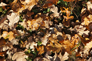 Golden autumn oak leaves