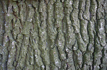 Oak bark texture