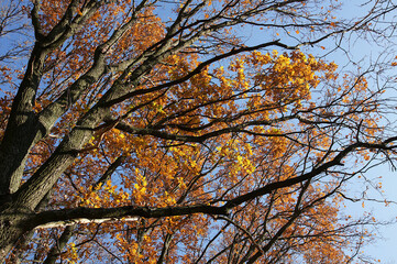 Oak crown with golden leaves