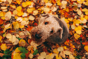 Airedale Terrier dog sitting in colorful autumn leaves, view from above, looking at the camera, top...