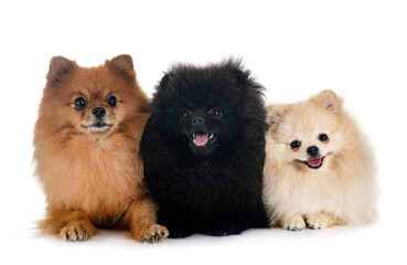 Obraz premium young pomeranians in studio