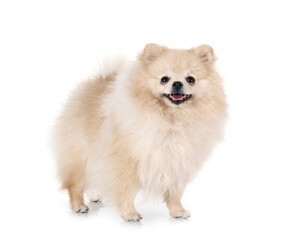 Fototapeta premium young pomeranian in studio