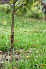 seedling of a young apple tree with a growing crack on the trunk in the garden. regeneration of the bark