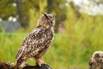 Wild Eurasian Eagle Owl sits outside on a tree trunk in the rain. Red-eyed. in background a part of a six-week-old bird of prey. raining, raindrops rainy weather