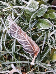 The first frosts. The first frost on the grass. The first frost on the leaves of plants. The beginning of winter. Autumn frosts.