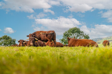 Herd of Devon Ruby Red Cattle in a field