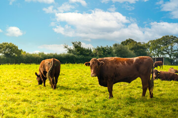 Devon Ruby Red cattle in field on a sunny day