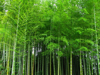 Fototapeta na wymiar 初夏の竹林風景