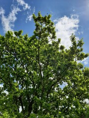 A tree with green leaves on a blue sky background. Space for text.