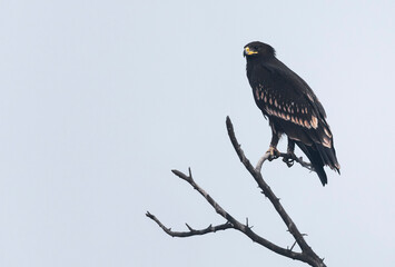 Greater spotted eagle