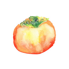 水彩で描いた柿のイラスト