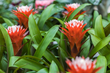 Several guzmania plants growing in a row. Red flowers with a white border and green leaves. Selective focus.