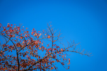 branches against sky