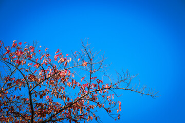 branches against sky