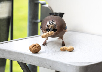 Eichelhäher holt sich Haselnüsse von einem Tisch
