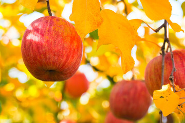 群馬県のリンゴ園で赤く実ったリンゴ