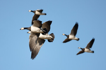 barnacle goose