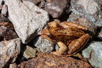 closeup of a brown colored frog near a pond 