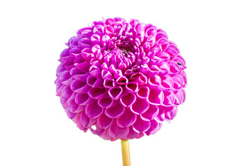 pink dahlia flower isolated on a white background
