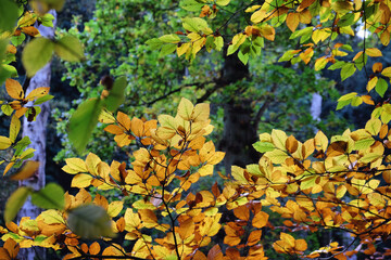 Autumn colour in beech woodland, Chantry Woods, Guildford, Surrey, UK