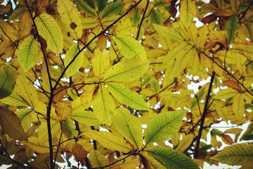 Sweet chestnut Autumn colour in beech woodland, Chantry Woods, Guildford, Surrey, UK