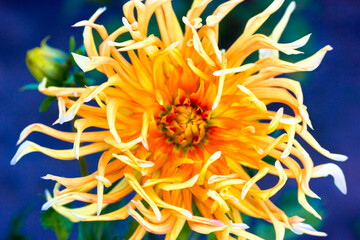 Obraz premium Beautiful large blooming yellow orange dahlia bud on blurry blue background in autumn botanical garden flat lay. Bed Head flower variety. Long winding petals top view. Ornamental garden bedding plants