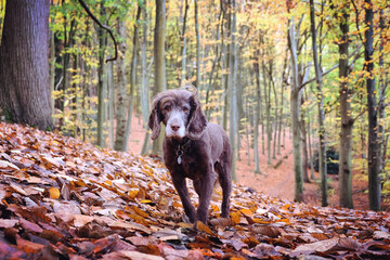 Brown working cocker spaniel stood among beech woods during the autumn, Chantry Woods, Guildford,...