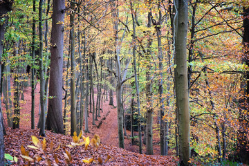 Autumn colour in beech woodland, Chantry Woods, Guildford, Surrey, UK
