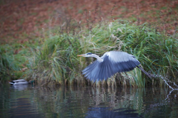 flying heron at a lake in a park