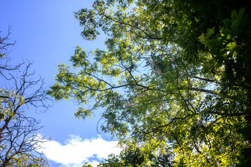 Robinia pseudoacacia. Branches with flowering White flowers tree acacia. Blooming clusters of acacia. against the blue sky. The main spring honey plant. Apiculture.