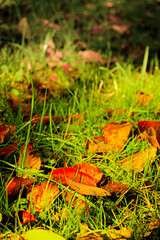 autumn leaves on the ground
