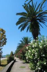 Fototapeta na wymiar Blooming trees and palms on the Black Sea coast in Abkhazia