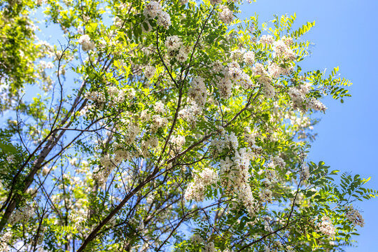 black locust, blossom, robinia pseudoacacia, Abundant flowering acacia branch of Robinia pseudoacacia, false acacia, black locust close-up. Locust tree blossom