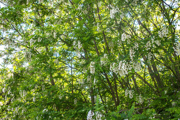 Acacias young flowering trees. Spring. Blooming clusters of acacia. Honey spring plant. Collect nectar. Branches of black locust Robinia pseudoacacia .