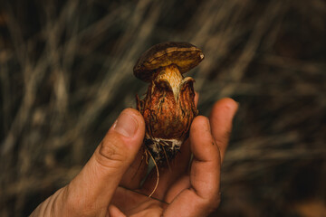 Close-up: a wild mushroom on a leg in a hand.