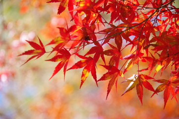 紅葉