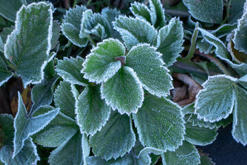 Green strawberry leaves covered with ice crystals, frost on the plants, freeze close-up