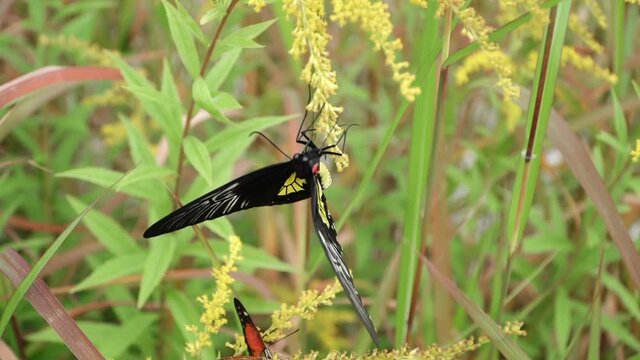 Diurnal butterfly from the genus Troides