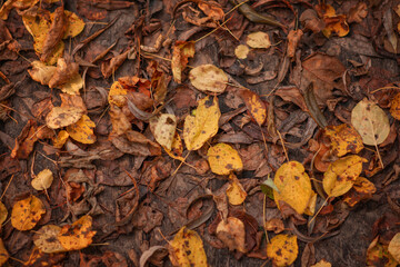 Photo of yellow leaves on the ground.