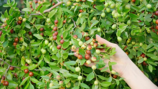 Ripe brown Ziziphus jujuba fruits with leaves on a Chinese date branch. Close-up. Exotic fruit jelly tree. Nature concept.