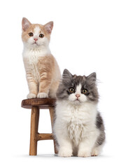 Manx and Cymric cat kitten on white background