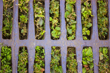 Rain drainage metal grid through which sprouts various green plants, grasses, leaves top view....